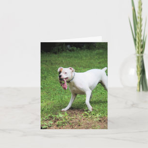 Boxer Karte