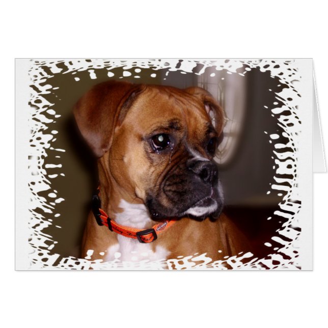 Boxer Liebe (Vorderseite (Horizontal))