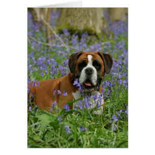 Boxer Lying in Bluebells