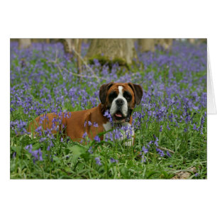 Boxer Lying in Bluebells