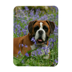 Boxer Lying in Bluebells Magnet