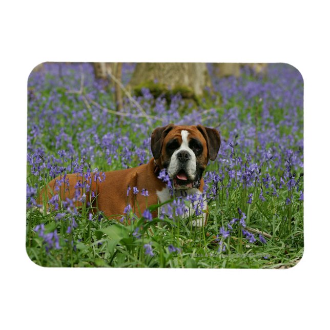 Boxer Lying in Bluebells Magnet (Horizontal)