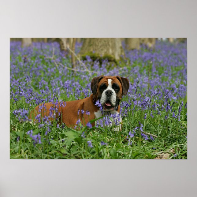 Boxer Lying in Bluebells Poster (Vorne)