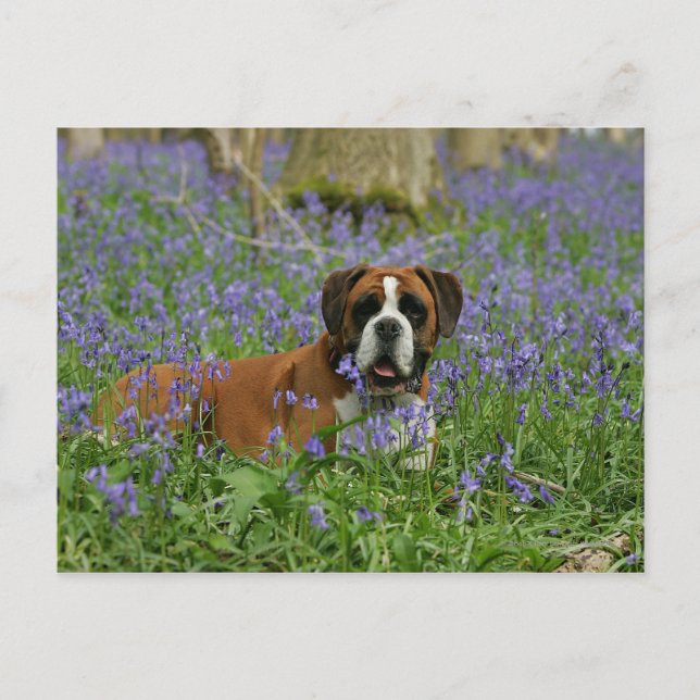 Boxer Lying in Bluebells Postkarte (Vorderseite)