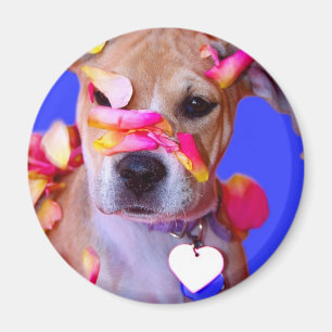 Boxer-Mischungs-Hündchen amerikanischen Magnet