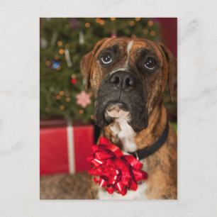 Boxer mit Nackenbogen Postkarte