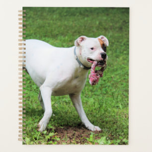 Boxer Planer
