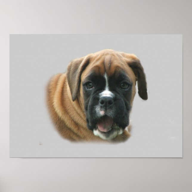 Boxer Poster (Vorne)