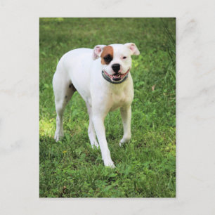 Boxer Postkarte