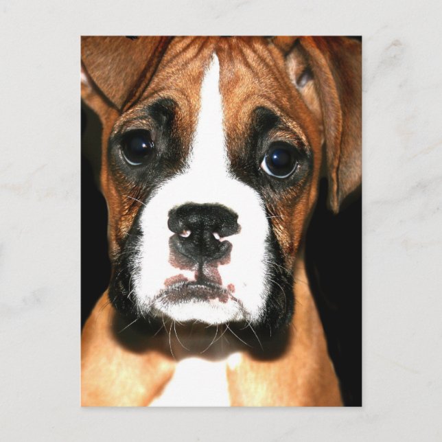 Boxer-Postkarte Postkarte (Vorderseite)