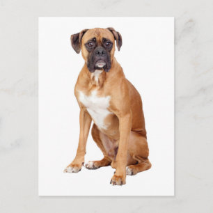 Boxer Puppy Dog Blank Grußkarte Postkarte