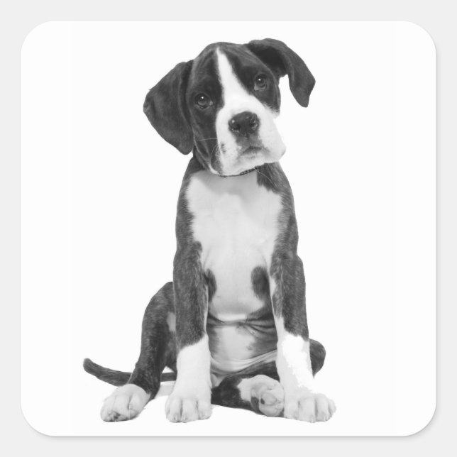 Boxer Puppy Dog Grußaufkleber Quadratischer Aufkleber (Vorderseite)