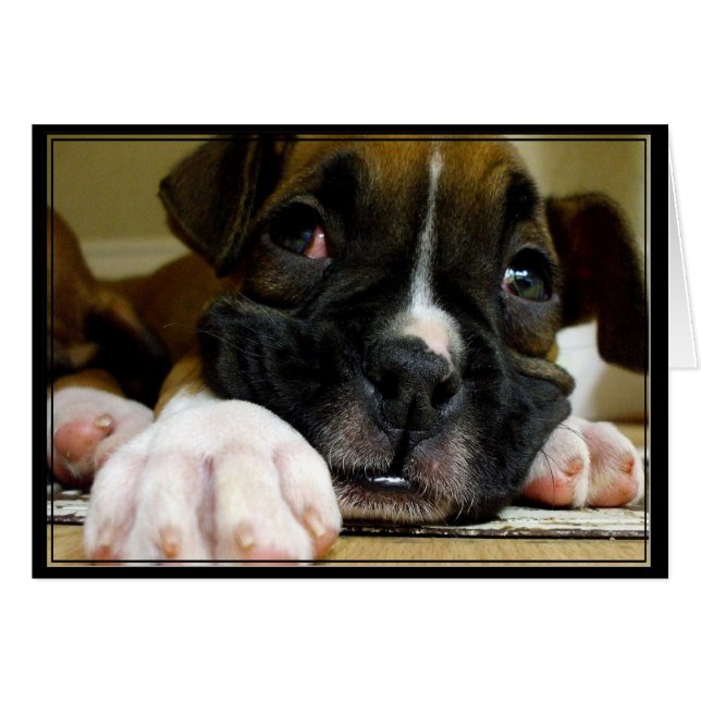 Boxer Puppy Postcard (Vorderseite (Horizontal))