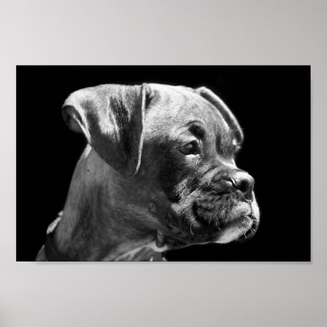 Boxer Puppy Poster (Vorne)