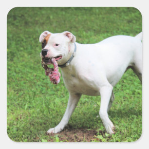 Boxer Quadratischer Aufkleber