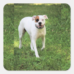 Boxer Quadratischer Aufkleber