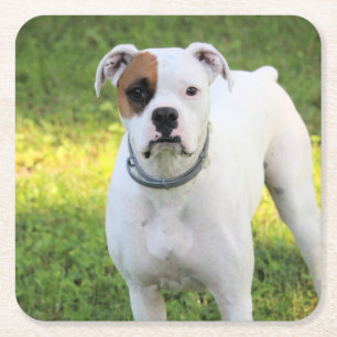 Boxer Rechteckiger Pappuntersetzer