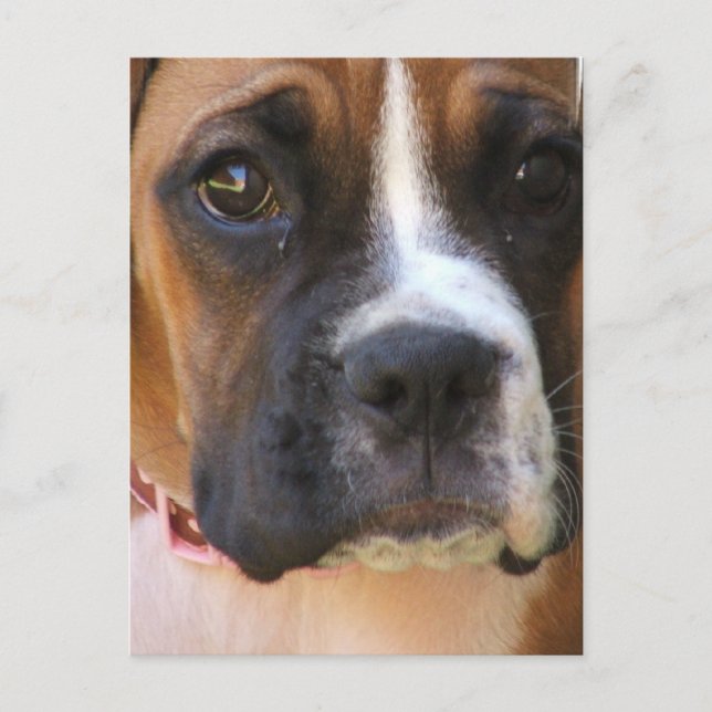 Boxer Rescue Postcard Postkarte (Vorderseite)