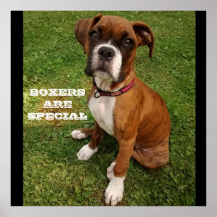 BOXER SIND BESONDERES Plakat