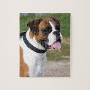 Boxer Sitting Puzzle