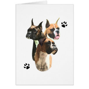 Boxer Trio
