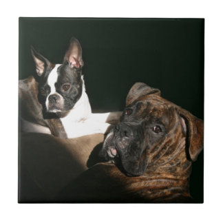 Boxer und Bostons: Fantastischer Twosome 2 Fliese