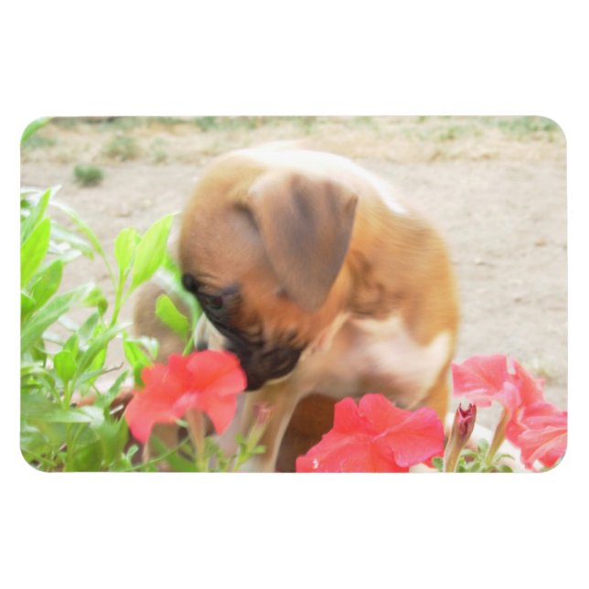 Boxer Welpe 4x6 Foto Magnet (Horizontal)
