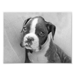 Boxer Welpe Fotodruck