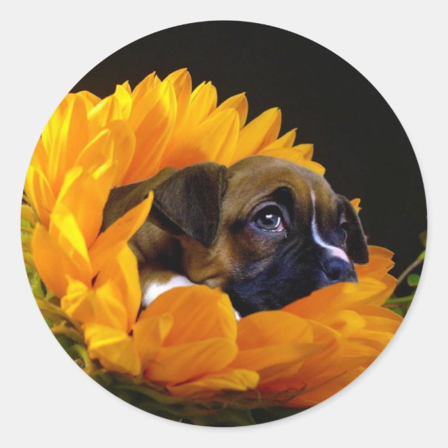 Boxer Welpe in Sonnenblumenaufklebern Runder Aufkleber (Vorderseite)