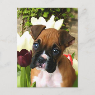 Boxer Welpe in Tulpen Postkarte