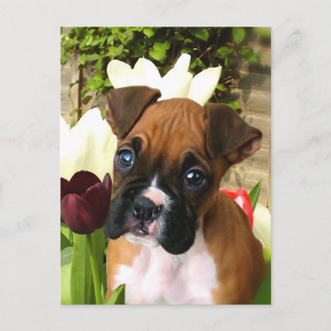 Boxer Welpe in Tulpen Postkarte (Vorderseite)