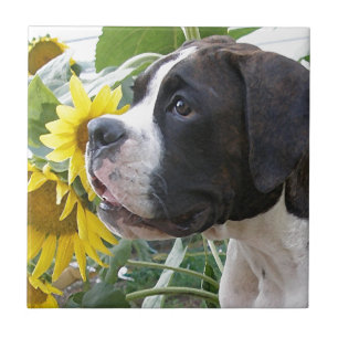 Boxer-Welpe und Sonnenblumen Fliese