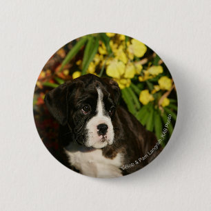 Boxer-Welpen Button