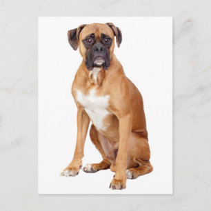Boxer-Welpen-Hund Leer Grußpostkarte Postkarte