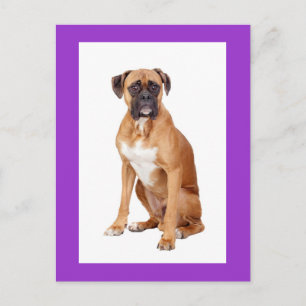 Boxer-Welpen-Hund Leere Grußpostkarte Postkarte