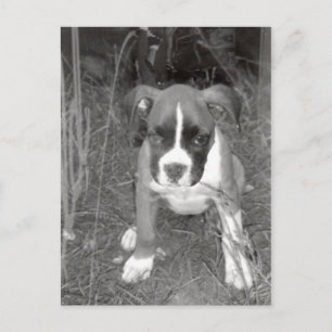 Boxer Welpen Postkarte