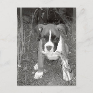 Boxer Welpen Postkarte