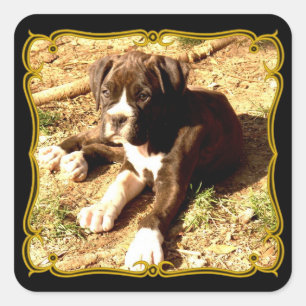 Boxer Welpensticker Quadratischer Aufkleber