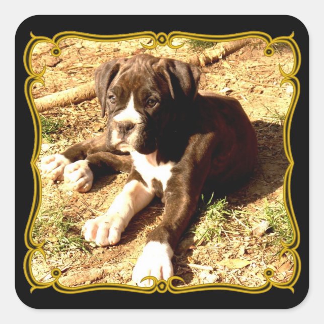 Boxer Welpensticker Quadratischer Aufkleber (Vorderseite)