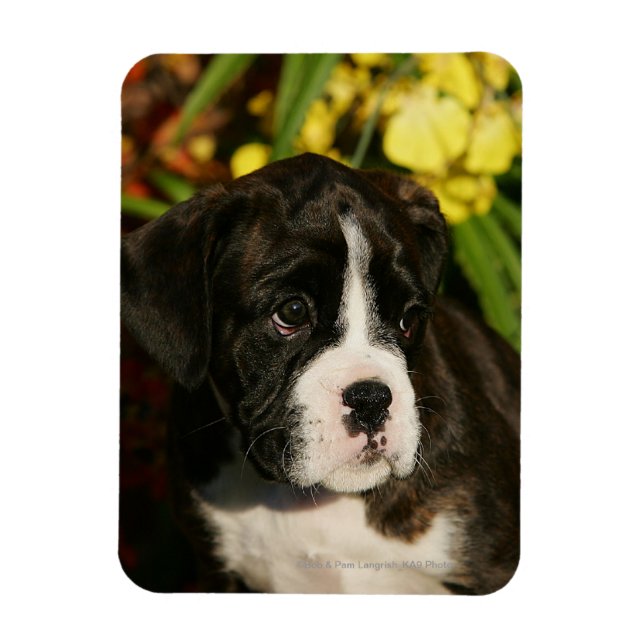 Boxer Welppies Magnet (Vertikal)