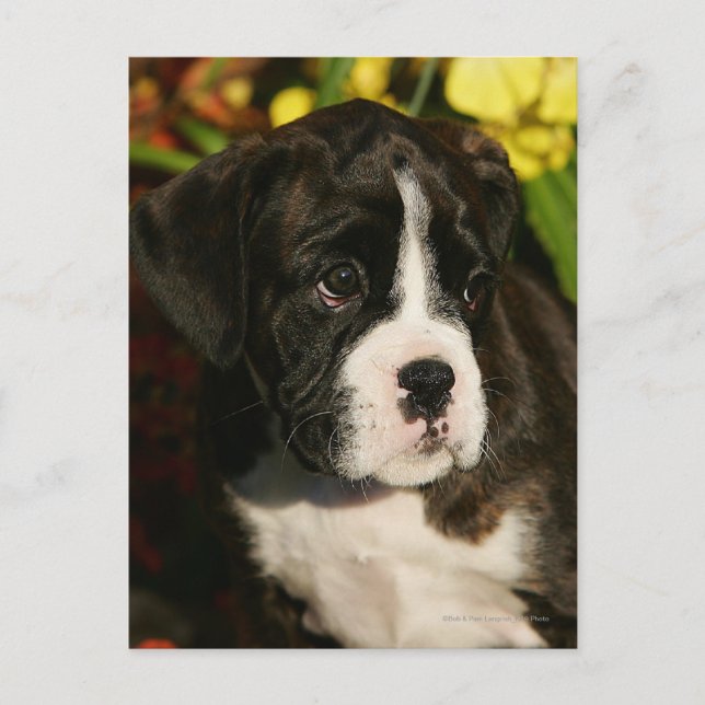 Boxer Welppies Postkarte (Vorderseite)