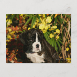 Boxer Welppies Postkarte