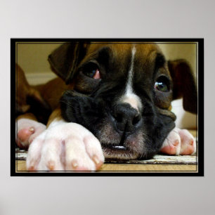 Boxer Welppy-Leinwand drucken Poster