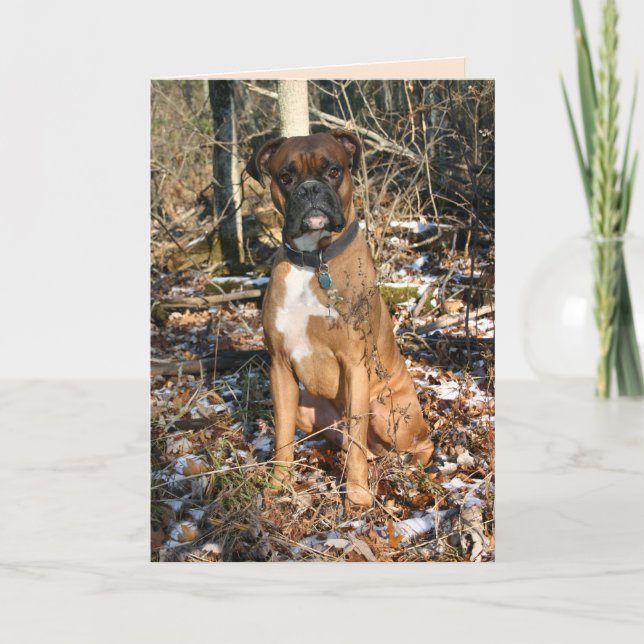 Boxer Woods Walk Karte (Vorderseite)