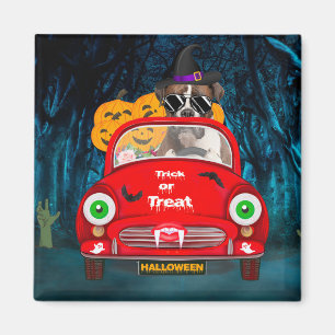Boxerhund fährt Auto Gruselig Halloween Magnet
