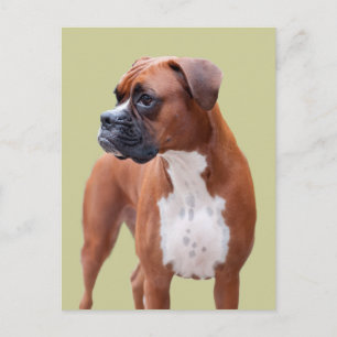 Boxerhund Postkarte