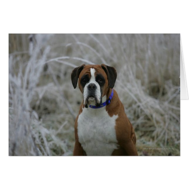 Boxerhund sitzt im Frost (Vorderseite (Horizontal))