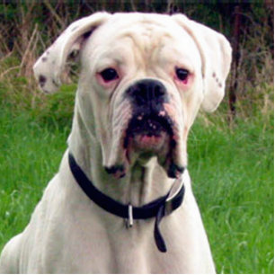 Boxerweiß Fotoskulptur Schlüsselanhänger