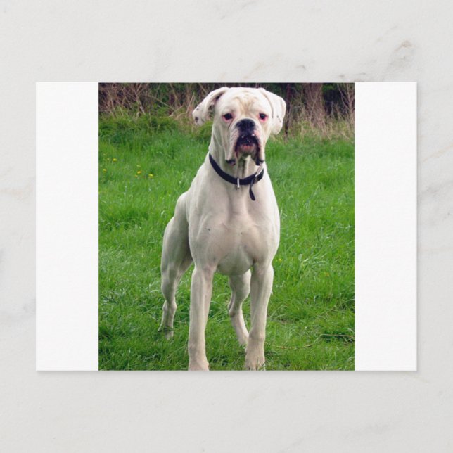 Boxerweiß voll postkarte (Vorderseite)
