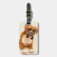 Boxerwelpe auf Elfenbeincremehintergrund